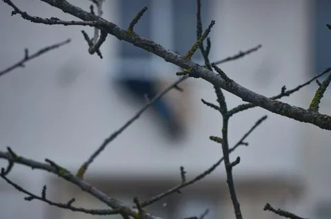 A tree branch with moss growing on it. The branch is in front of a building. Stock Photos
