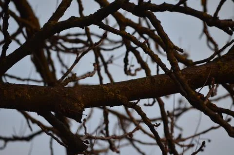 A tree branch with moss growing on it. Foto stock