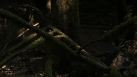 Tree Branch with Moss panned Stock Footage 119892744