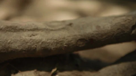 Tree Branch for Motion Graphics [Slider Dolly] Stock Footage 39161009