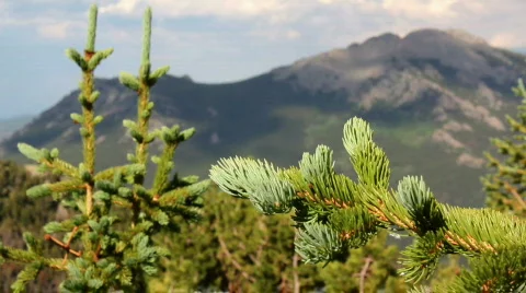 Tree Branch, with mountains Video stock 810333