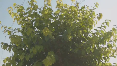 Tree Branch Moves In A Circle Stock Footage 116484956