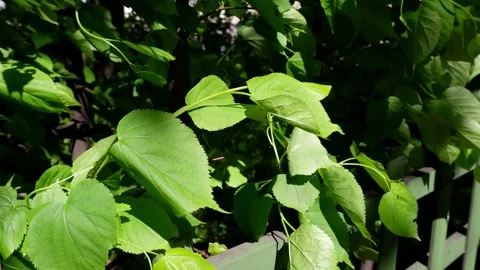 A tree branch moves in the wind. 4k Stock Footage 154652332