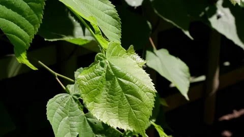 A tree branch moves in the wind. 4k Stock Footage 155331716