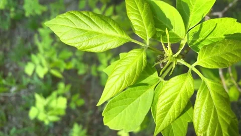 Tree branch named Acer negundo, box elder, boxelder maple, Stock Footage 196052597