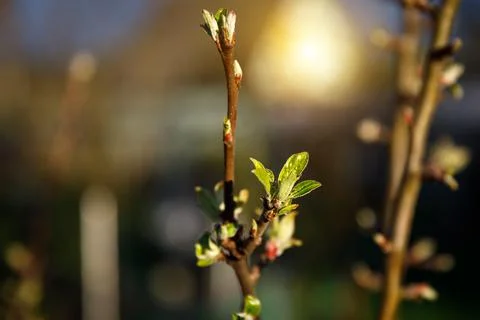 The tree branch with opening buds in springtime Stock Photos