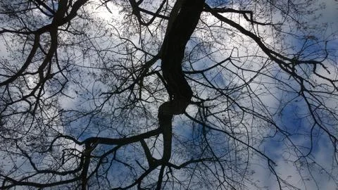 Tree Branch over Blue Cloudy Sky in Oregon Stock Photos
