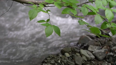 Tree Branch Over Flowing River Video stock 310829329