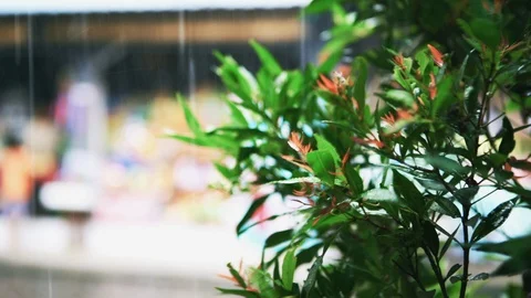 Tree branch over green blurred bokeh background in Asian rain forest Stock Footage 107123249