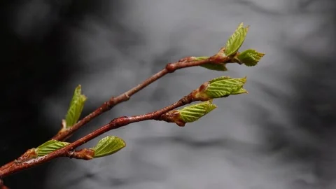 Tree branch over the rapid river flow Video stock 280998278