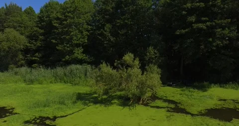 Tree branch over water Stock Footage 265860039