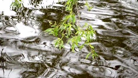 Tree branch over water waves Stock Footage 75426985