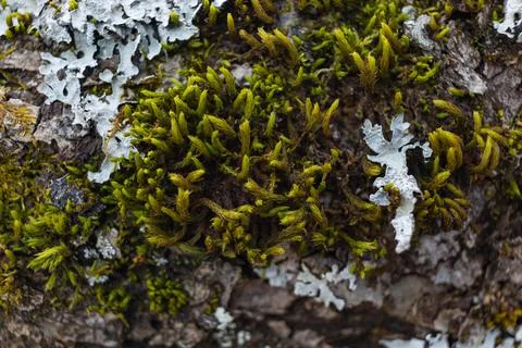 Tree branch overgrown with moss. Close up moss texture Stock Photos
