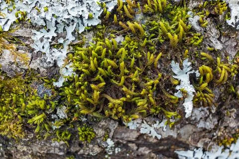 Tree branch overgrown with moss. Close up moss texture Stock Photos