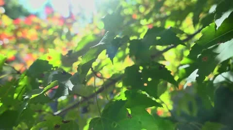 Tree branch pan Video stock 12373228