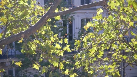 Tree branch in the park in paris Stock Footage 138900538