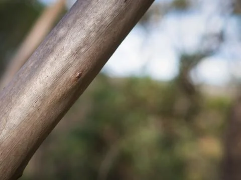 Tree Branch Pattern Stock Photos