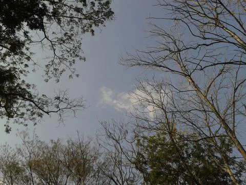 Tree branch Stock Photos