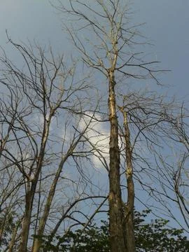 Tree branch Stock Photos