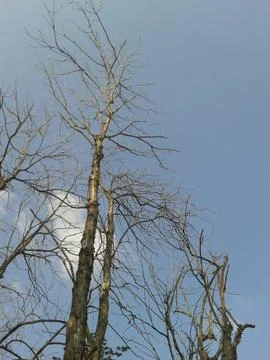 Tree branch 库存照片