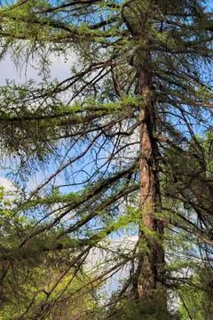 Tree branch Foto stock