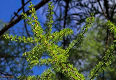 Tree branch Foto stock