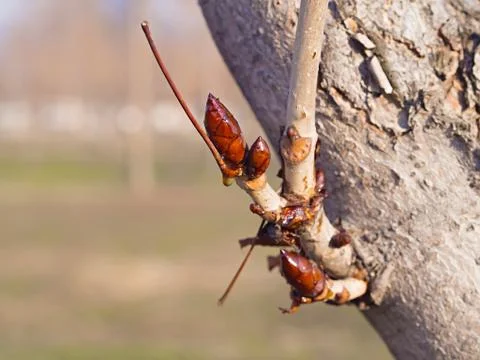 Tree branch Foto stock