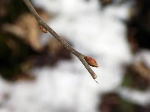 Tree branch Stock Photos