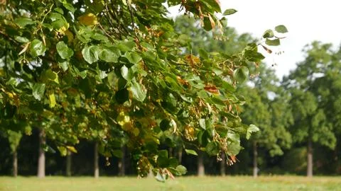 Tree branch Stock-Fotos