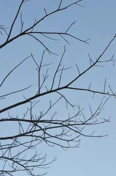 Tree branch Stock Photos