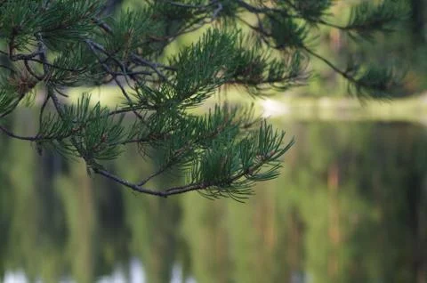 Tree branch Stock Photos