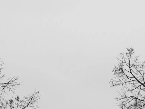 Tree Branch Foto stock