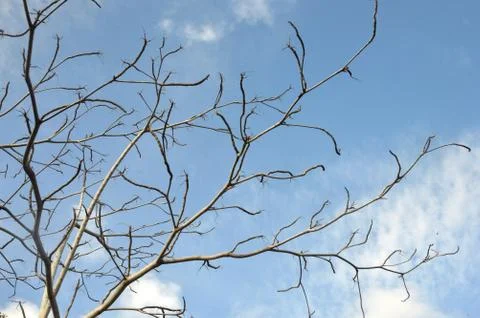 Tree branch 写真素材