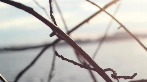 Tree branch Stock Photos