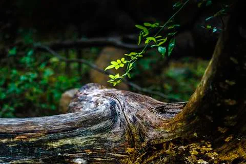 Tree branch Stock Photos