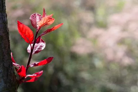 Tree branch Stock Photos