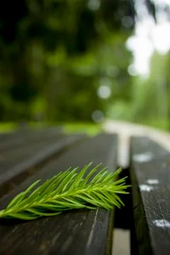 Tree branch Foto stock