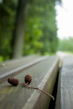 Tree branch Foto stock