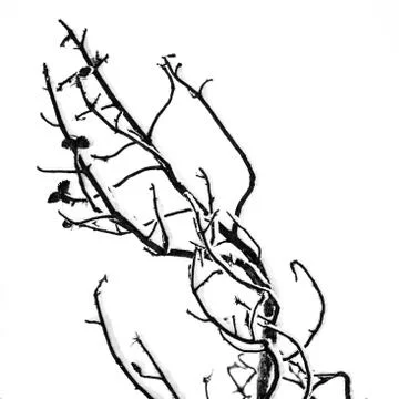 Tree branch Stock Photos