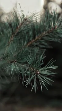 Tree branch 写真素材