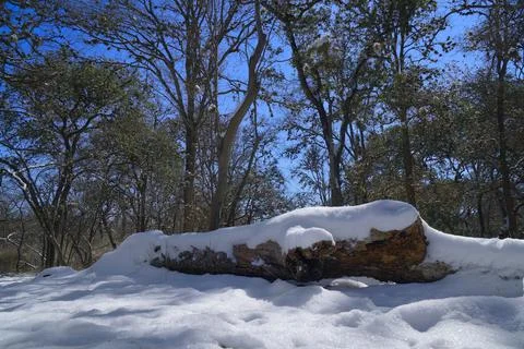 Tree branch Foto stock