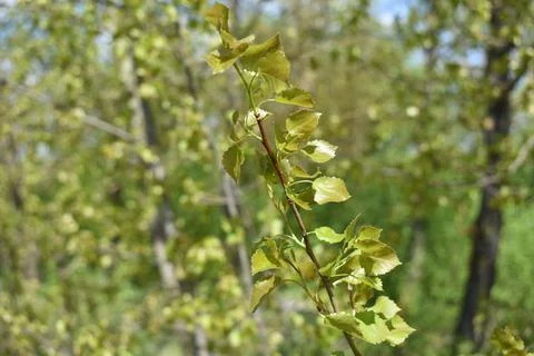 Tree branch Stock Photos