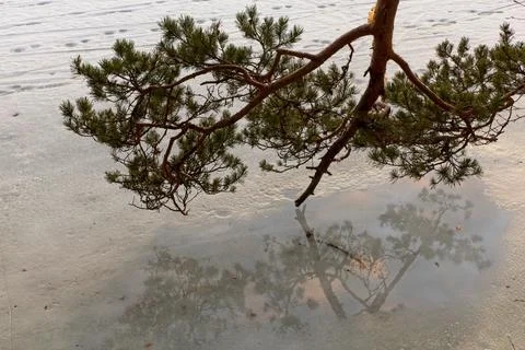 Tree branch. Stock Photos