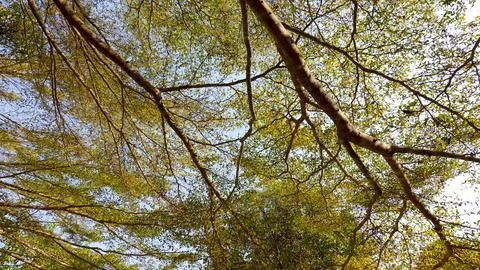 Tree branch Foto stock