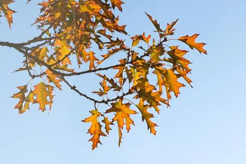 A tree branch Stock Photos