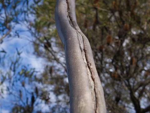 Tree Branch Stock Photos