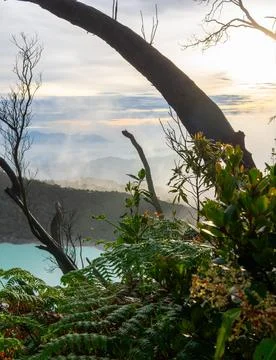 Tree Branch Foto stock