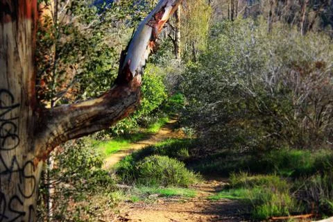 Tree Branch Points Over Hiking Trail Stock Photos