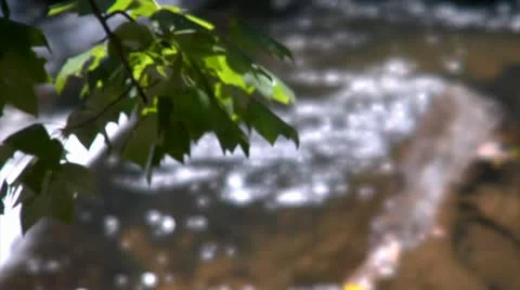 Tree Branch Rack Focus to Stream (1080-24FPS).mp4 Stock Footage 10976215