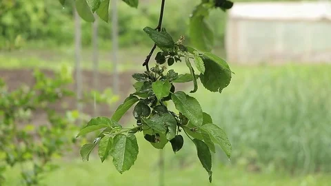 Tree branch in the rain Stock Footage 75986828